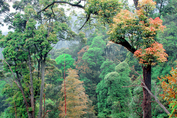 藍山漿洞林場