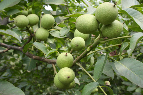 花寶灣核桃掛果