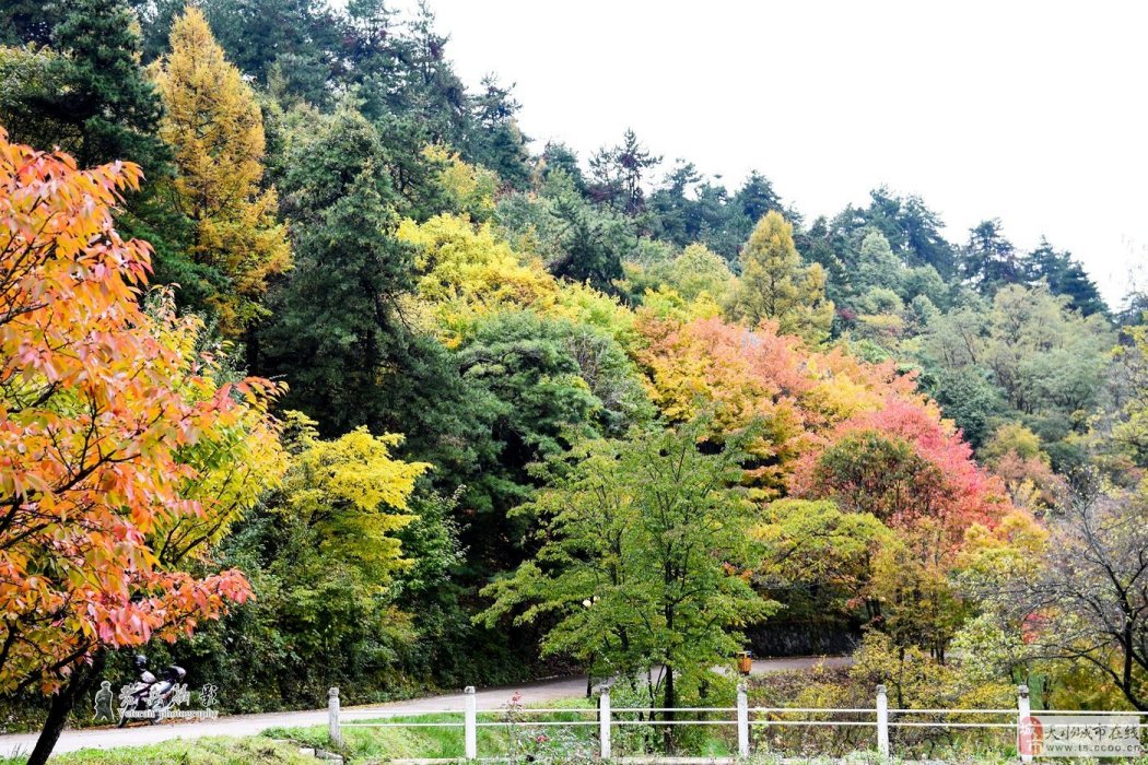 麥積山樹木園