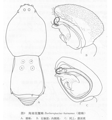 海南泥蟹蛛