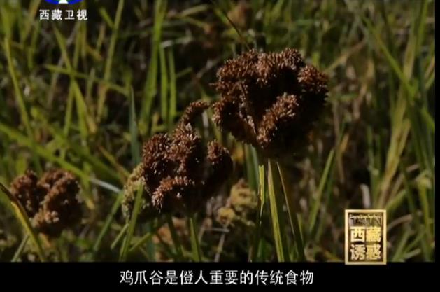 夏尼村種植的雞爪谷