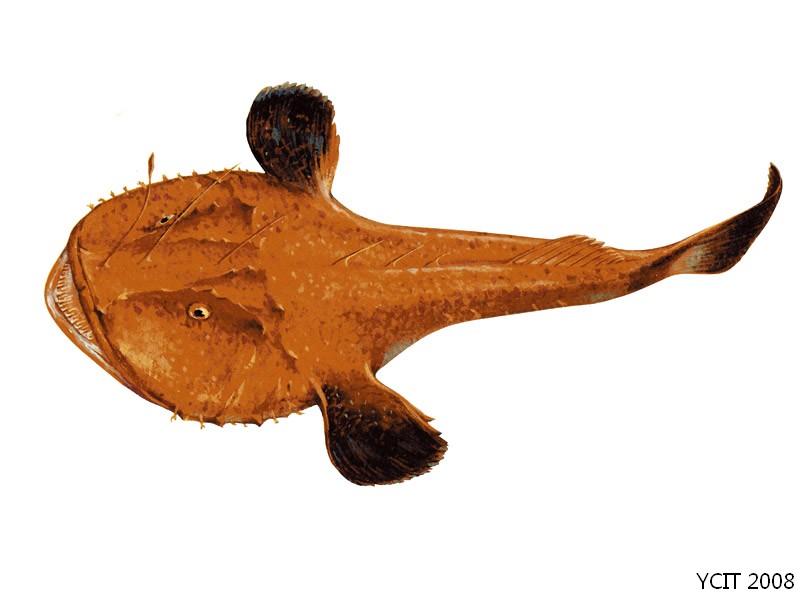 黃鮟鱇（Lophius litulon）