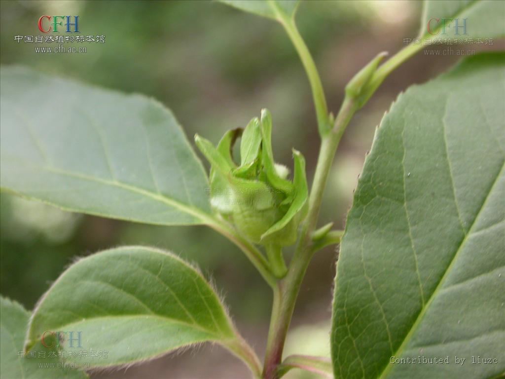 大花變種（變種）