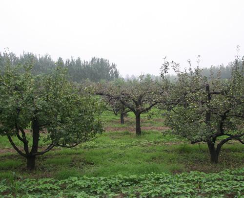 大同營村