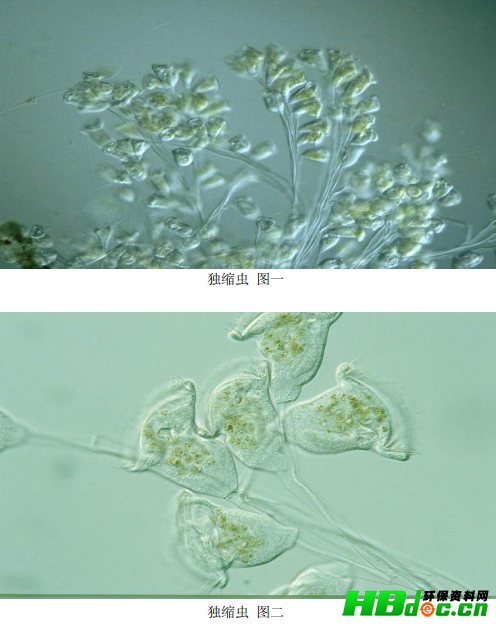 活性污泥微生物