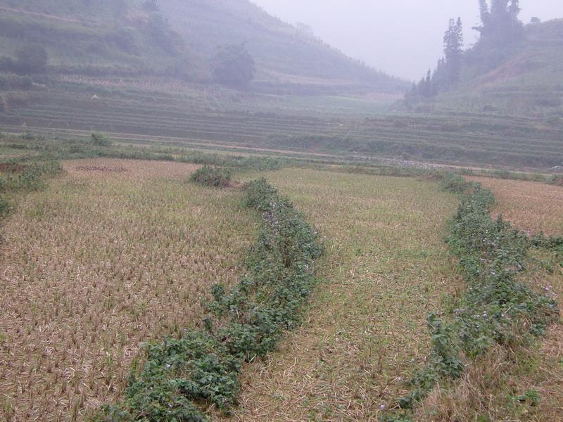 水稻種植業