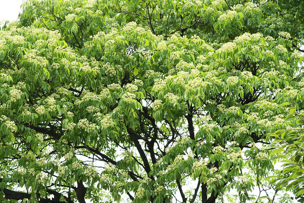 樟樹吳茱萸