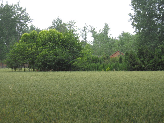 小城村苗圃基地