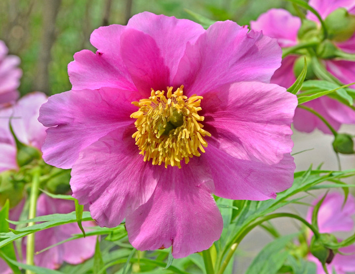 單花赤芍（變種）