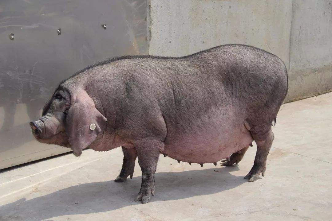 楓涇豬