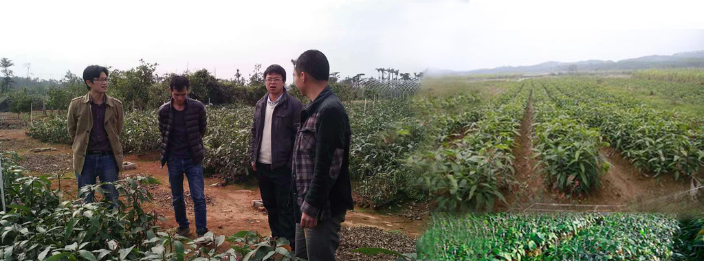 那壟村芒果苗基地