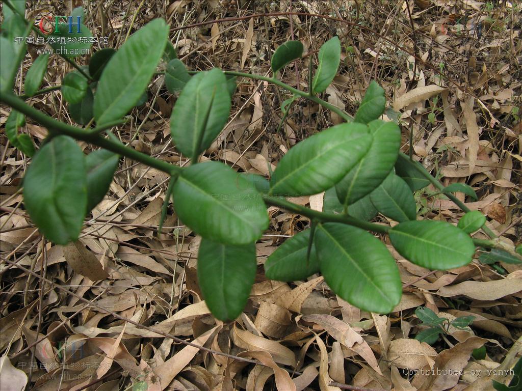 Atalantia buxifolia（中文名：酒餅簕）