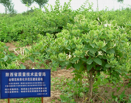 樹型金銀花