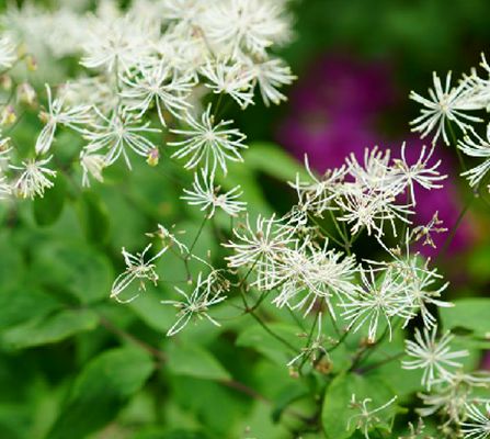 展枝唐松草(唐松草屬多年生草本植物)