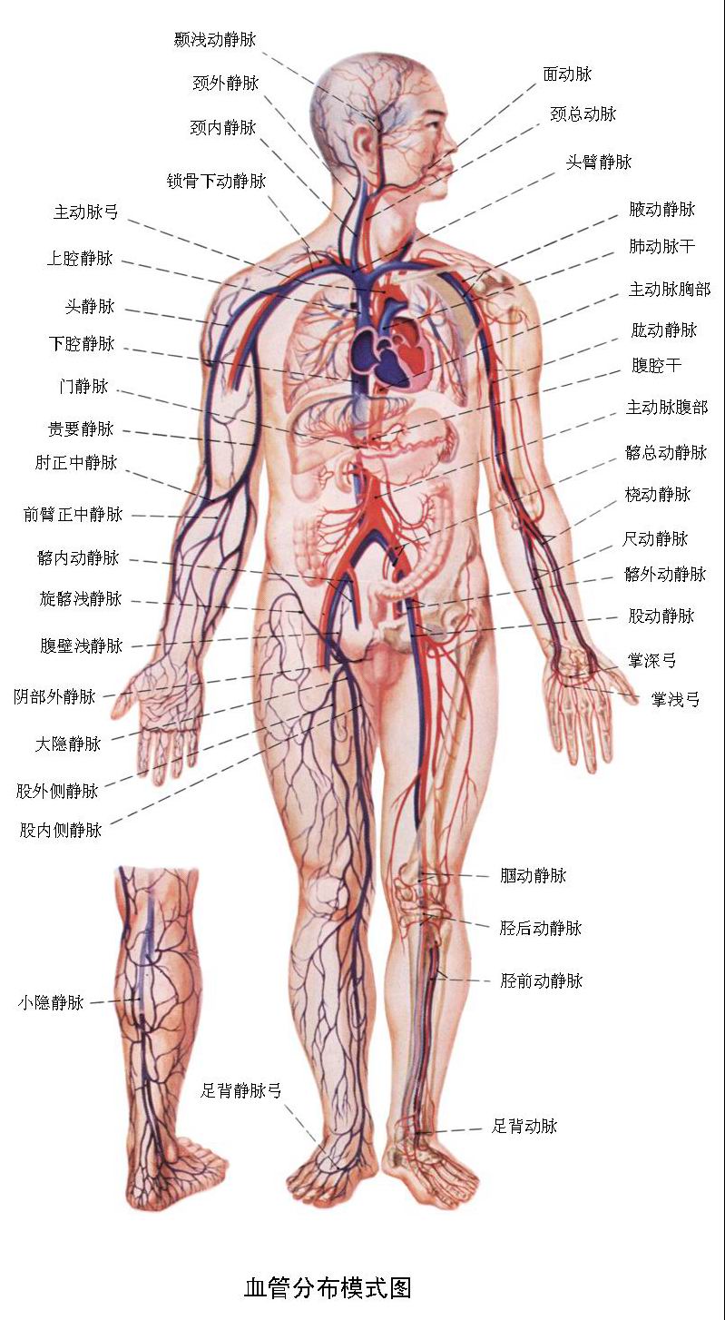 循環系統示意圖