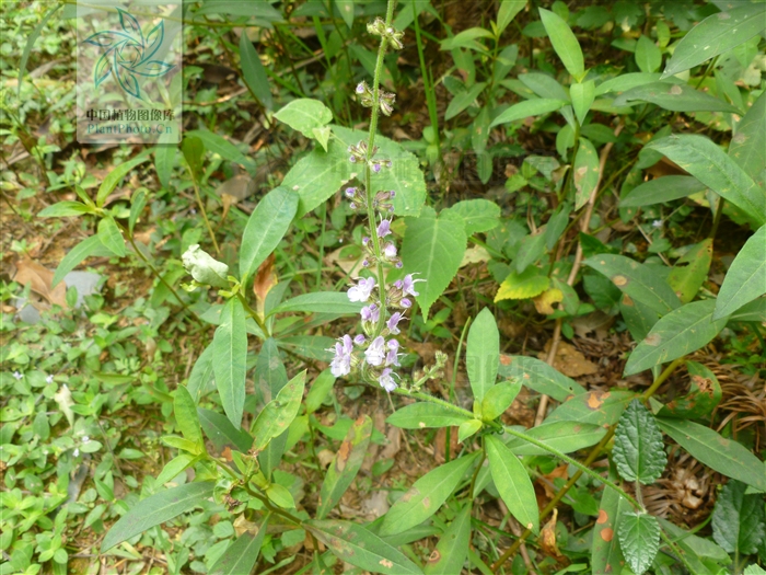 關公須(被子植物門雙子葉植物綱植物)