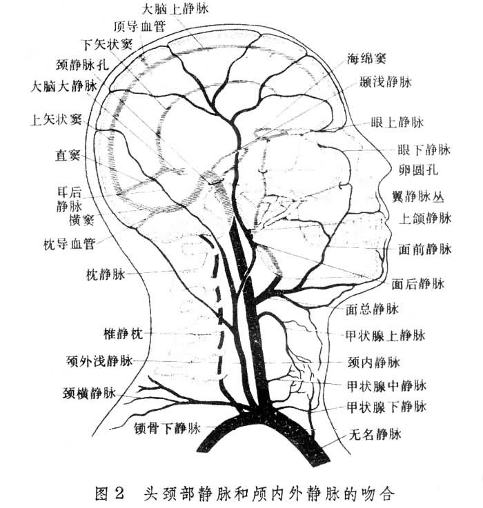 生態學智力假說