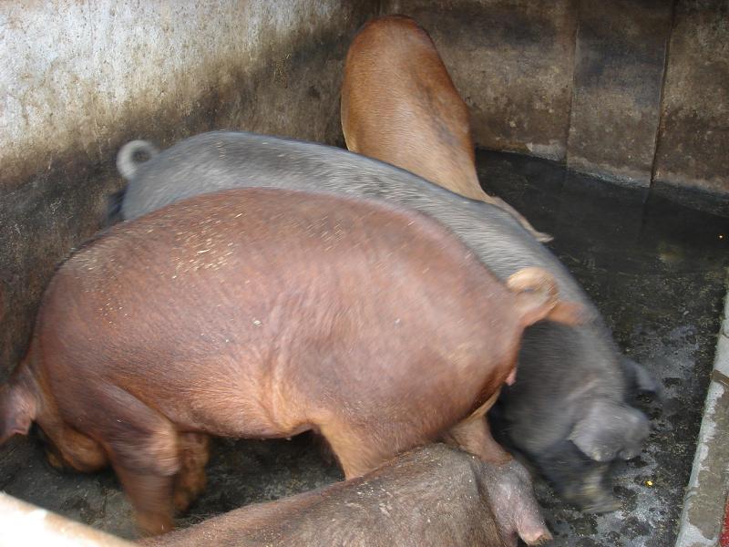 梨樹凹自然村生豬養殖業