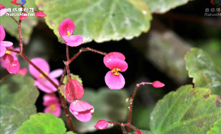 小花秋海棠