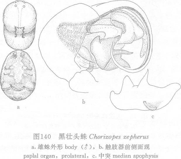 黑壯頭蛛