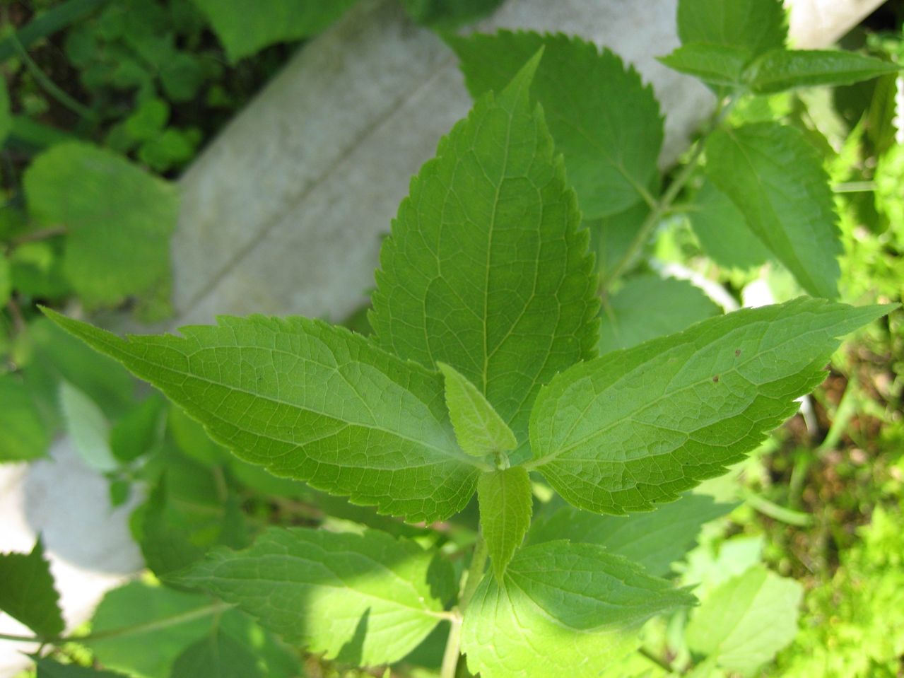 劉樹春土家茶