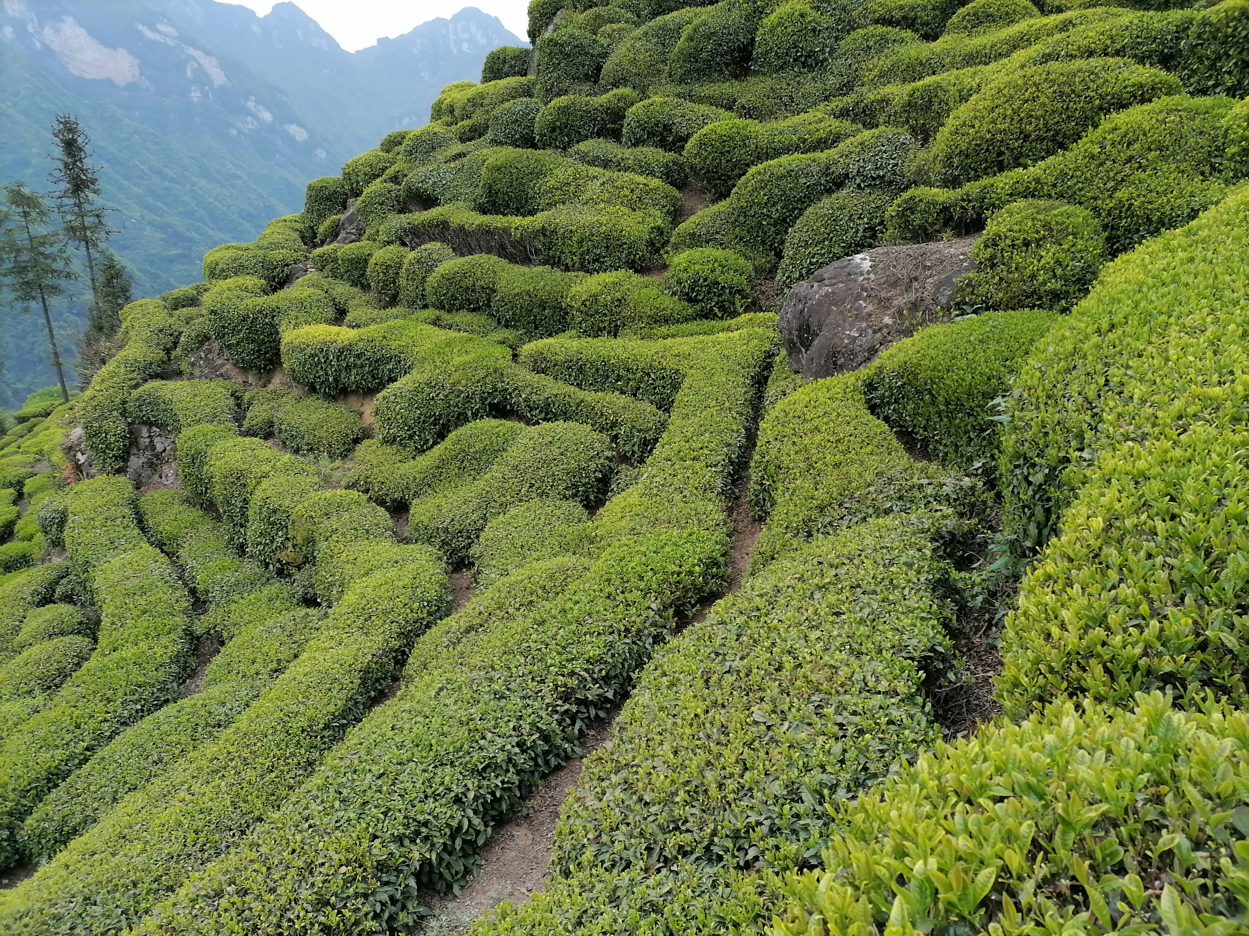 鄧村鄉譚家埡村