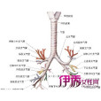 氣管支氣管疾病