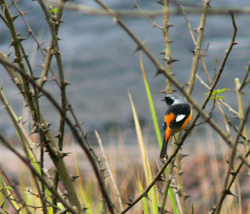 荊棘鳥(刺鳥（一種鳥類）)