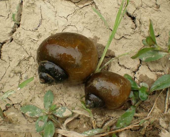 外來入侵物種(生物入侵者)