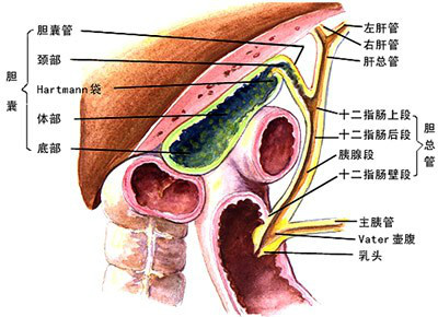 膽道支架