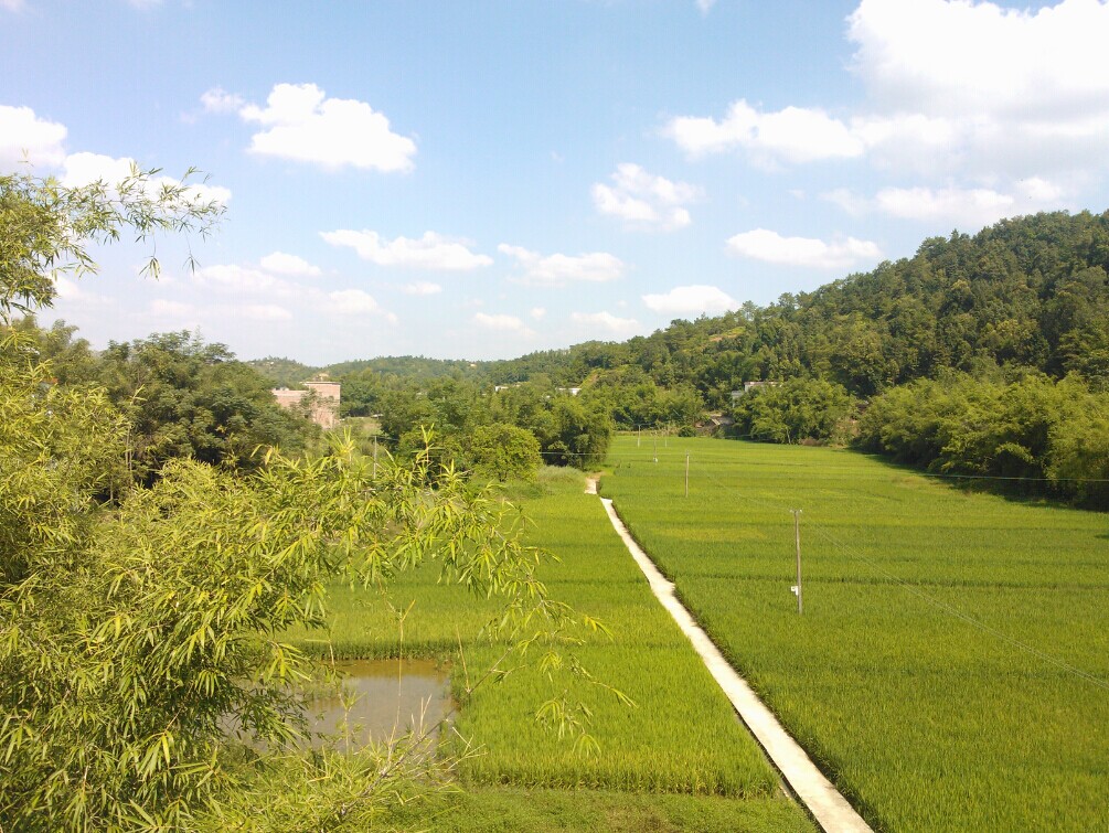 布頭壩農田