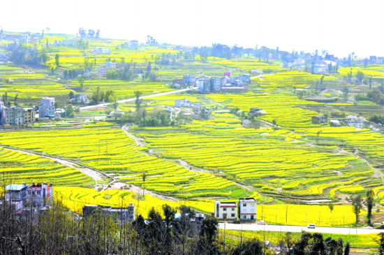 甘寧油菜花梯田