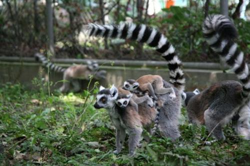 羅塔動物園