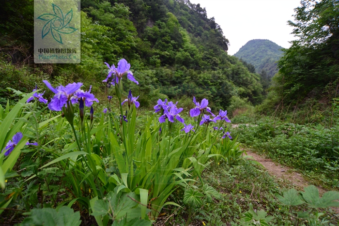 藍花鳶尾