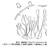 椹形銀耳