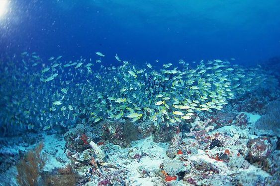 海底熱泉生物群落