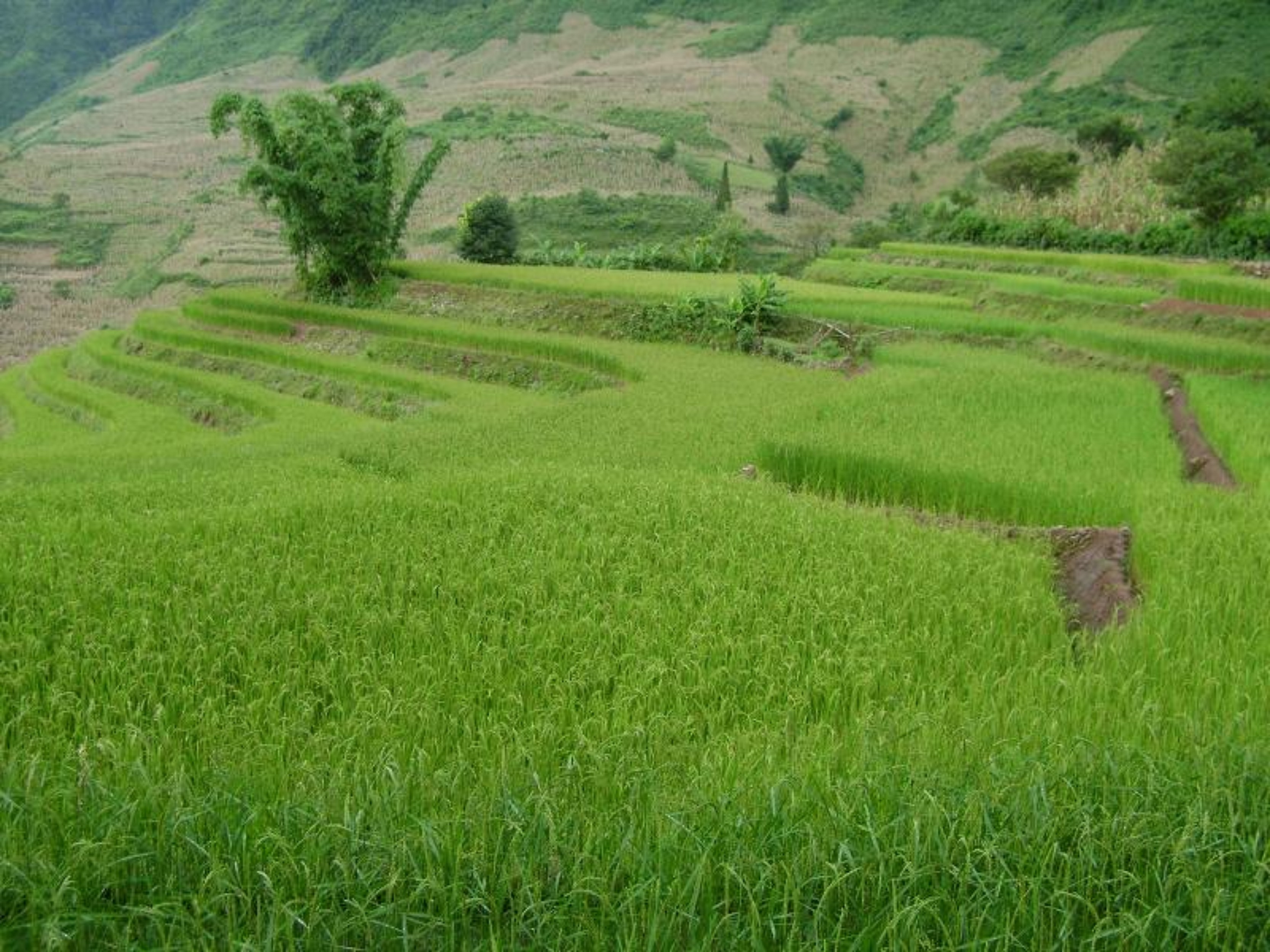 麻木樹村