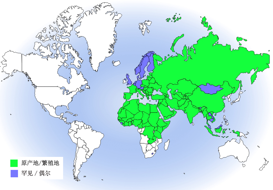 短趾雕分布圖