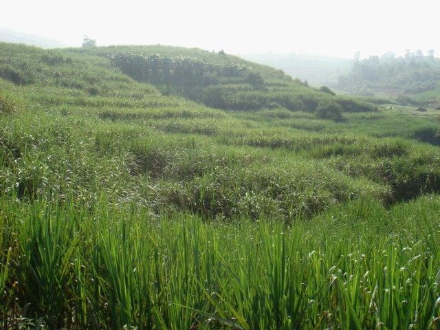 大良子自然村(雲南普洱墨江縣新安鄉鄧控村委大良子自然村)