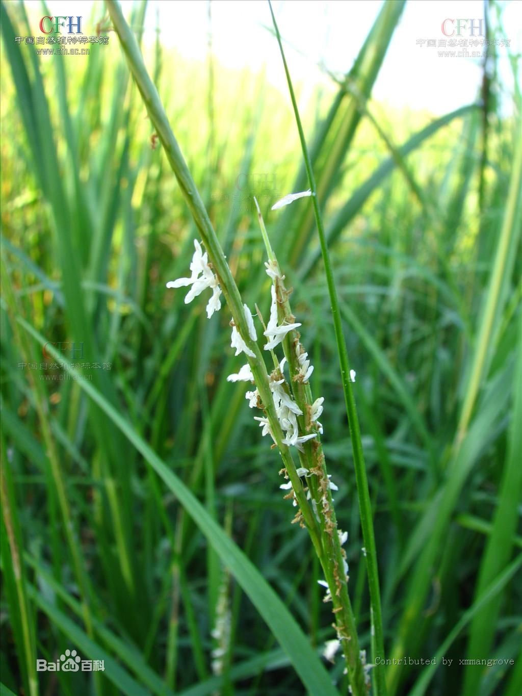 米草屬