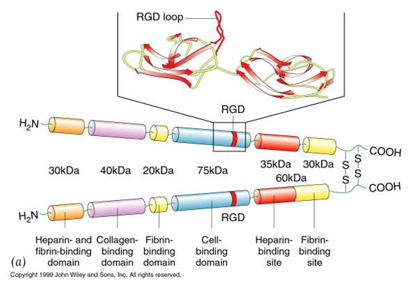 FN與細胞分子生物學