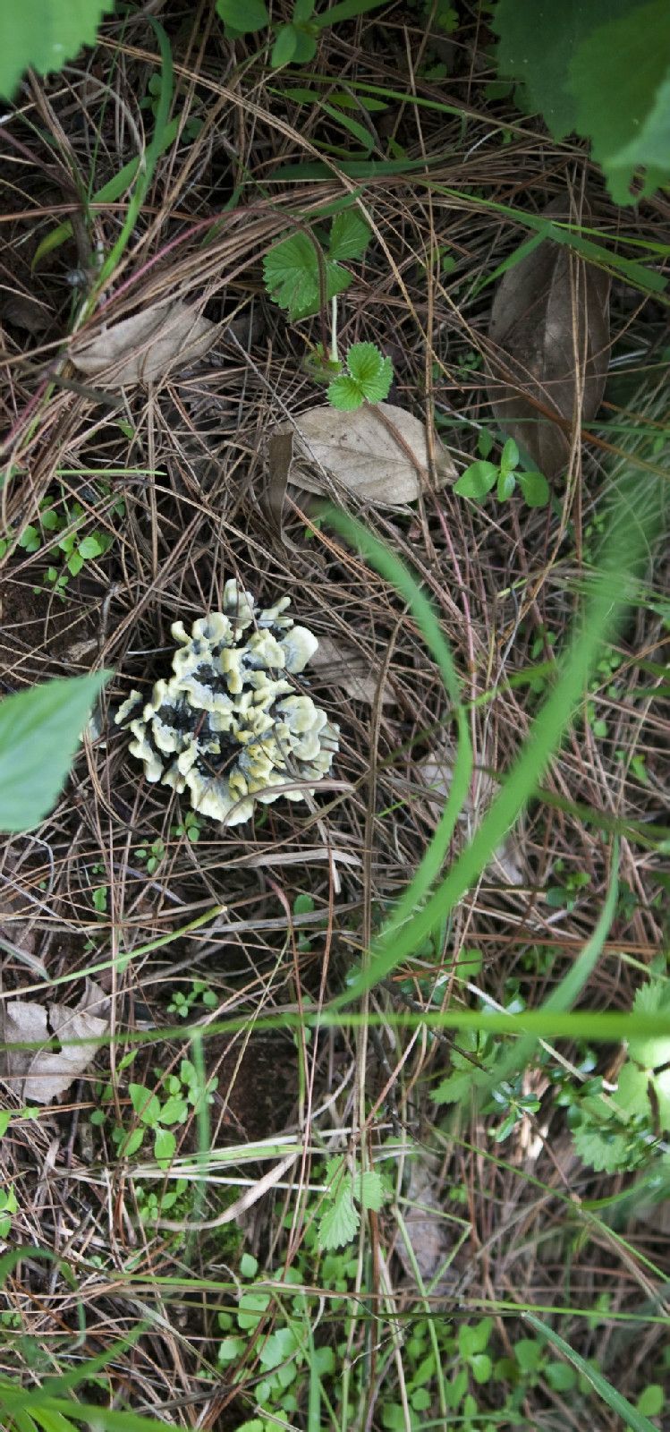 上阿百嶺村