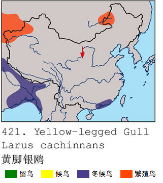 裏海鷗分布範圍