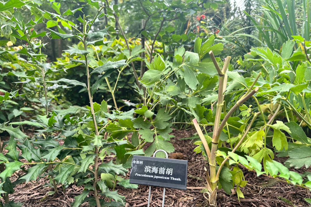 濱海前胡(傘形科前胡屬植物)