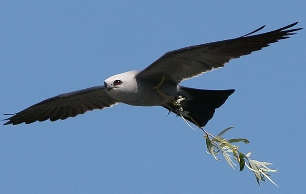 密西西比灰鳶(圖6)