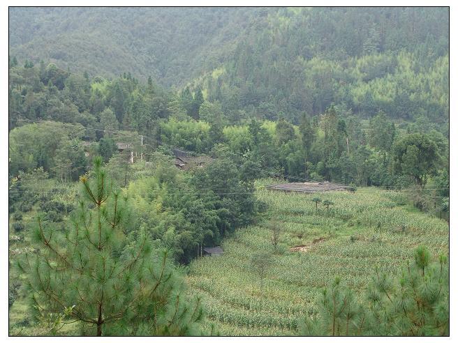 火草坪自然村(雲南省龍陵縣龍新鄉火草坪自然村)