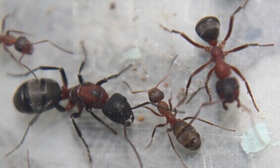 血紅林蟻（Formica sanguinea）的蟻后（左2）和工蟻