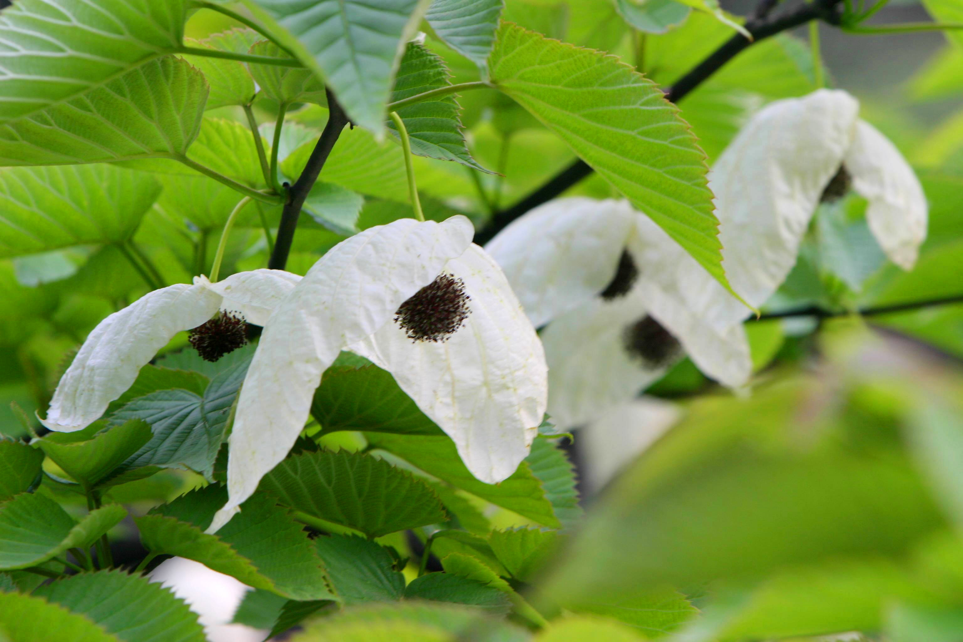 珙桐花節