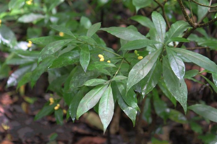 山牡荊