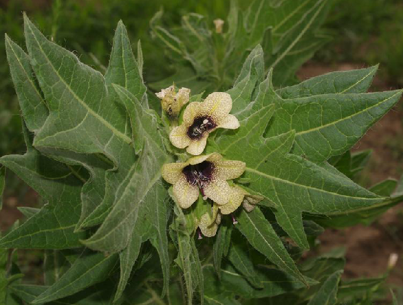 莨菪根(莨菪根)